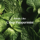 Everyday Eco Kit Peppermint