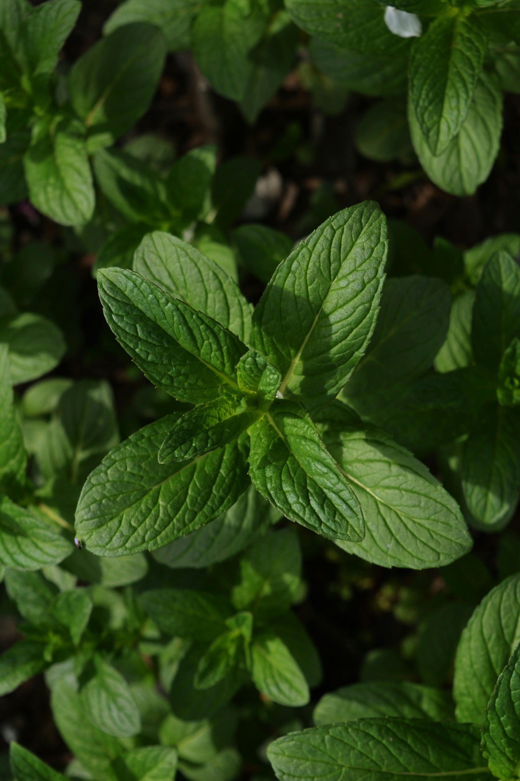 Peppermint Shower Gel